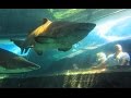 Diving Cape Town, Kapstadt inklusive Two Oceans Aquarium, Kapstadt, Südafrika