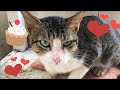 Tabby Cat Meowing Loudly Needs A Lot Of Attention And Petting So Cuuutttteee