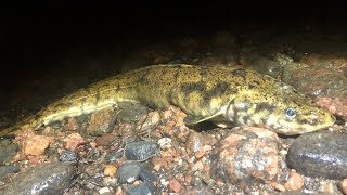 Где лучше ловить налима осенью на мелководье или глубине