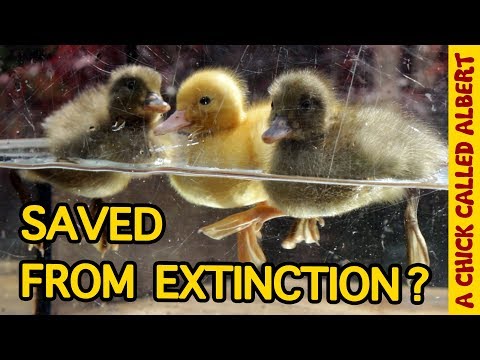 The Rarest Ducklings on earth