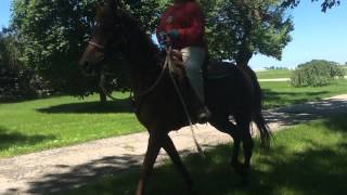 Cleo ,Tennessee Walker mare