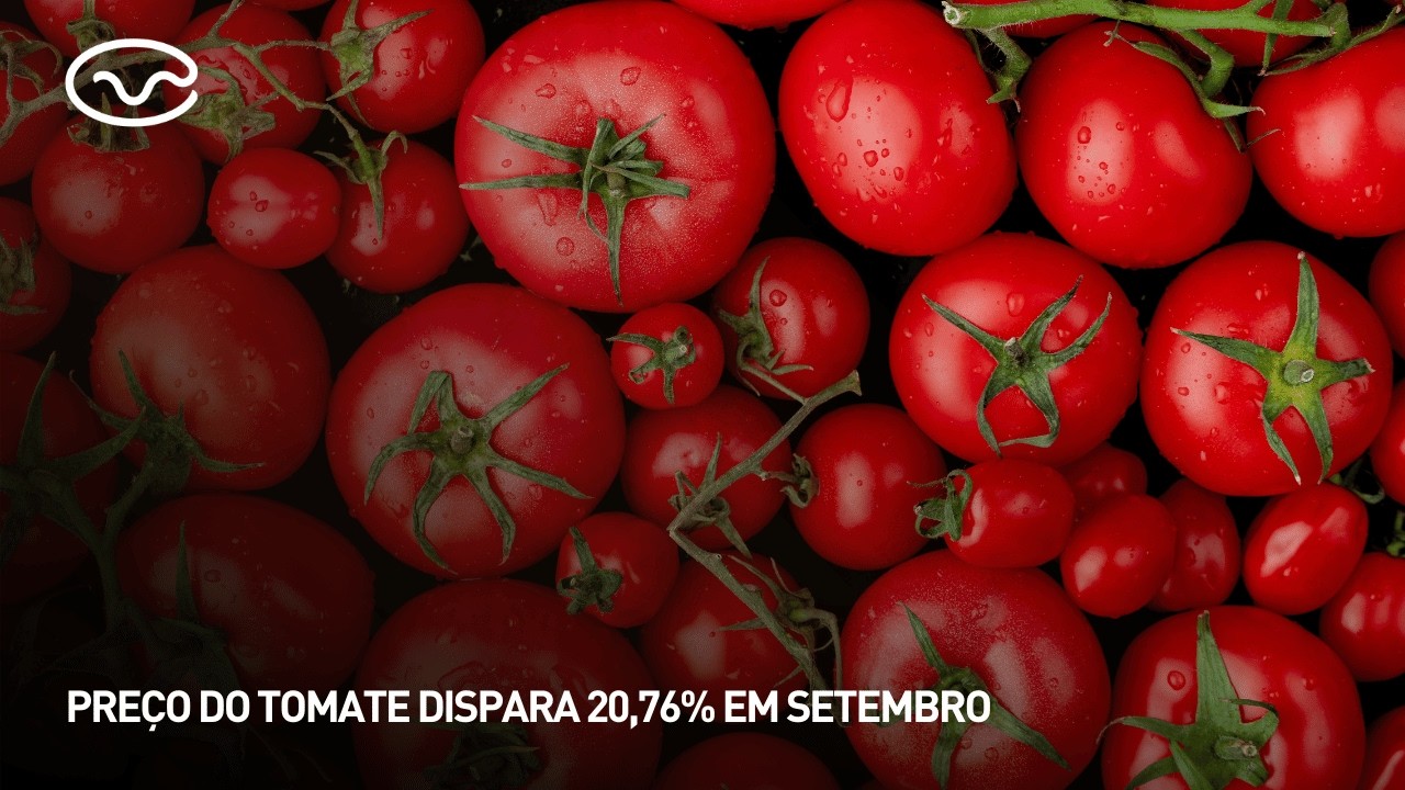 Preço do tomate dispara 20,76% em setembro