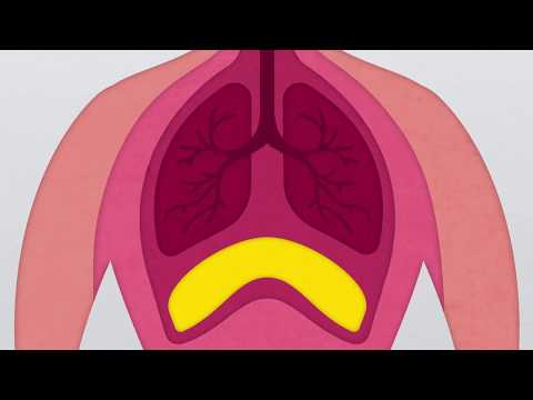 What is the Diaphragm?