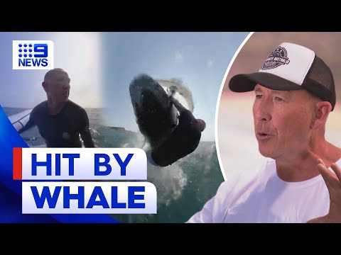 Sydney wind surfer gets wiped out by whale | 9 News Australia