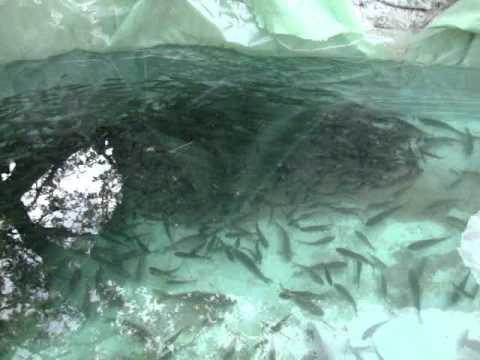 Pesti Dragomiresti Deal Gav Prt.3