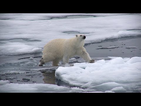 Arktis: Das ultimative Abenteuer am Nordpol!