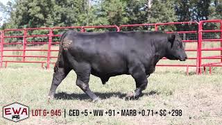 Edgewood Angus Lot 6