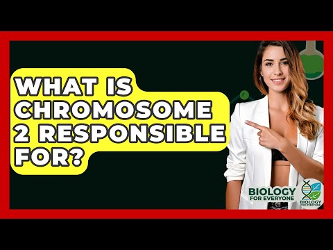 What Is Chromosome 2 Responsible For? - Biology For Everyone