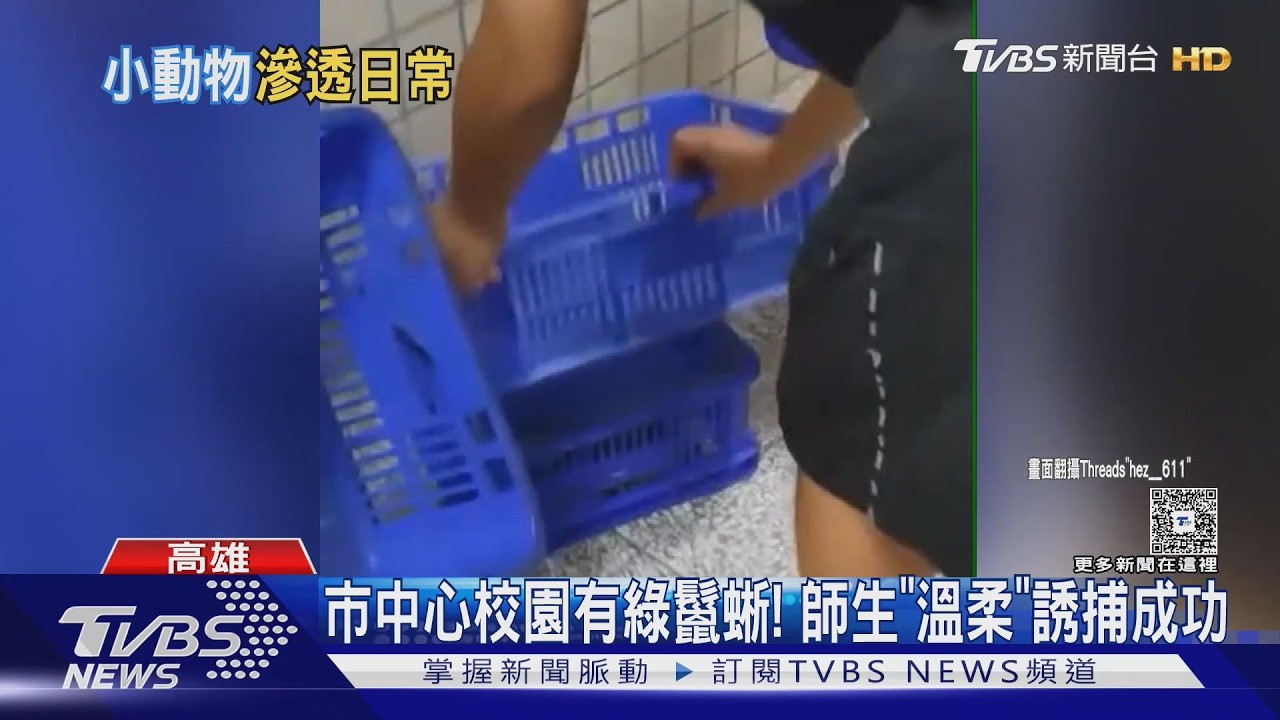 影音/ 高市中心高中校園有綠鬣蜥! 童軍「背景」老師溫柔捕獲
