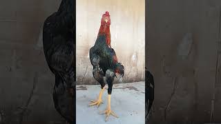 Download lagu muda belia siap cari gelar🤫🤑 mp3