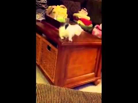 Kitten Attempts Its First Big Jump