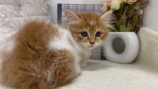 ミヌエットの動画01