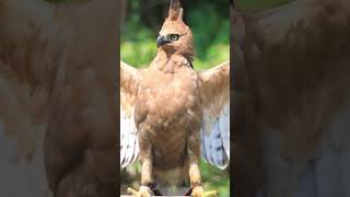 Download lagu Just Found Out, This Is What the Garuda Bird Actually Looks Like //Smart Kid mp3