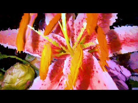 Palm Daze - Flower [Official Music Video]