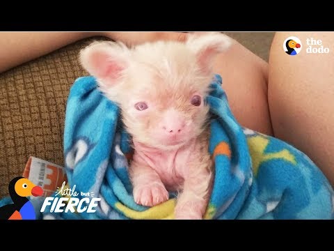Cachorro albino recién nacido le demuestra a su mamá que es un superviviente - LUCKY | El Dodo Pe...