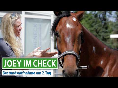 Joeys 2. Tag wieder zu Hause - Bestandsaufnahme und Wunden versorgen