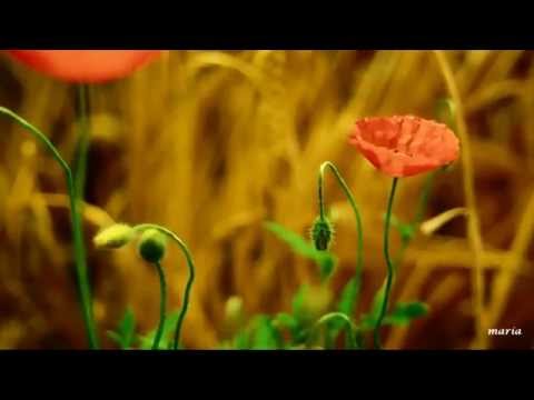 RETOÑO MIO ( Snatam Kaur )  Esta Es La Bendición De Tu Madre