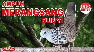 Download lagu suara burung Perkutut Lokal Gacor di alam liar manjur buat masteran mp3