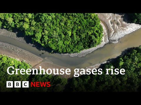 Video | Greenhouse gases rising at record levels, UN says | BBC News