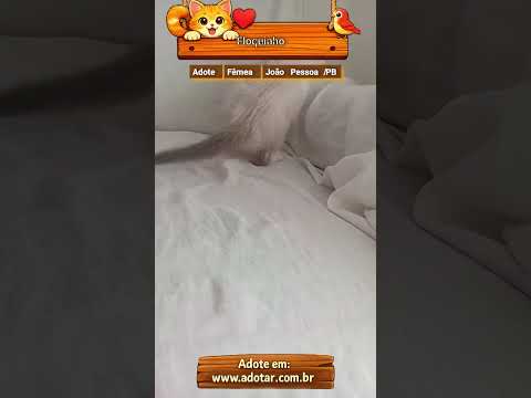 Vídeo de Floquinho