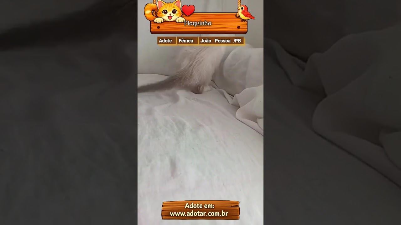 Gato raça Persa idade 2 a 6 meses nome Floquinho