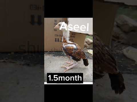 lakha aseel chicks to adult 🐥🐥🐣🐣🐓🐓#shorts #aseel#murga #new #viral #short #supportme