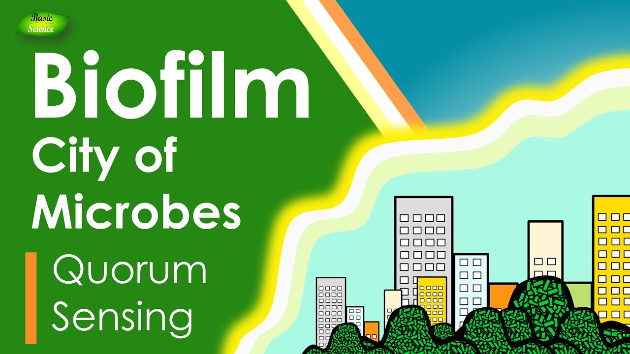 Biofilm | The city of Microbes | Microbiology | Bacteriology | Cell Biology | Basic Science Series |