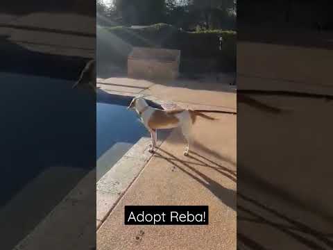 Reba, an adoptable Coonhound Mix in Prescott, AZ_image-1