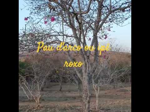 Pau d'arco#ipê roxo do sertão #shorts#.