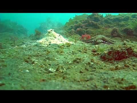 ヒトデはどうやって動くの?