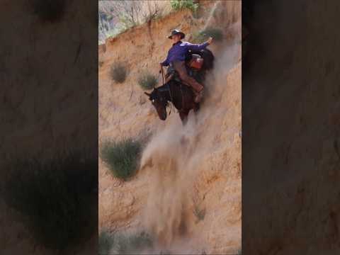 Would you ride your horse down this hill? #mustanghorse #horses #fyp (performed by professionals)