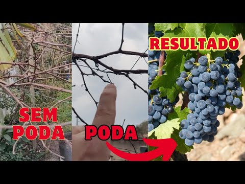 Melhor Poda de Produção da Videira ou Parreira Tenha Muita Uva