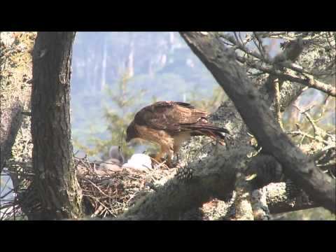 Red-Tailed Hawk feeding chicks in Golden Gate Park