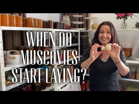 WHEN DO MUSCOVY DUCKS START LAYING - How I know When I have New Egg Layers