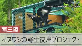 イヌワシの野生復帰プロジェクト始まる　宮城県南三陸町