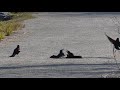 Grackle Fight