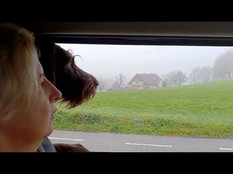 Deutsch Drahthaar Elsa: Beizjagd mit Habicht "Heinrich" - Krähe knapp verfehlt! 😟😁