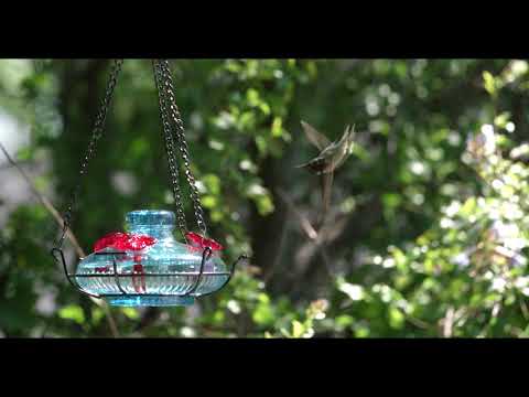 male Anna's hummingbird at the Parasol feeder