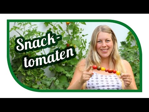 Growing your own tomatoes | Tomato varieties compared | Small tomatoes – great variety