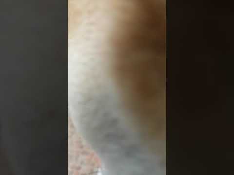 Dog​ and​ cat​ activity​ หมาแมวเล่นกันน่ารัก I Thanika chanel