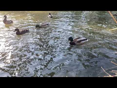 Ducks swimming video | Nature Videos | save  birds 🐦