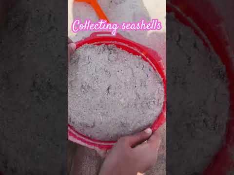 Collecting seashells at the beach 🏖️