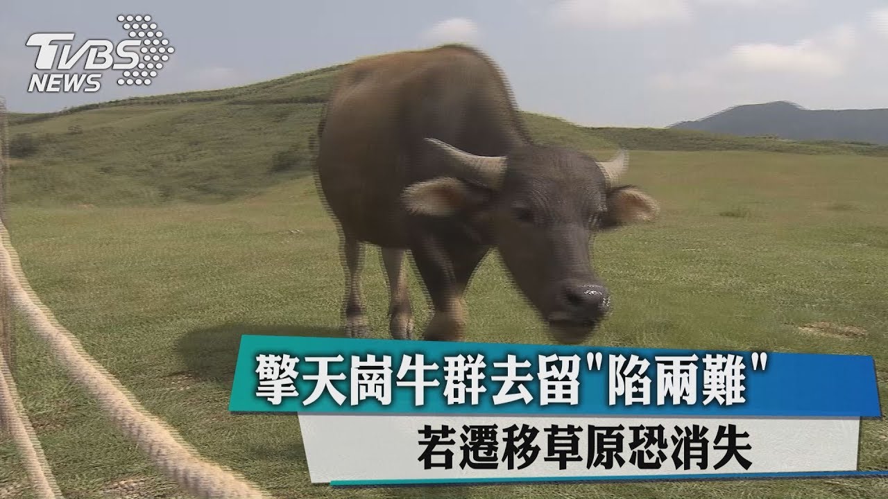 擎天崗牛群去留「陷兩難」　若遷移草原恐消失
