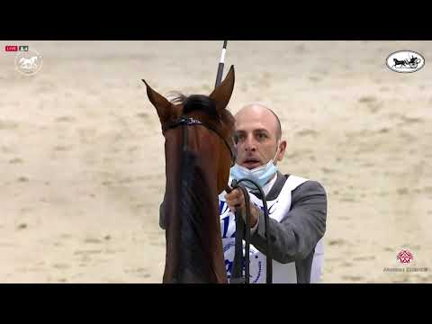 N 120 J ZILZAL   Dubai International Arabian Horse Championship 2021   Yearling Colts Class 9A