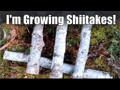 My Shiitake Mushroom Cultivation Journey: A PermaNews Story