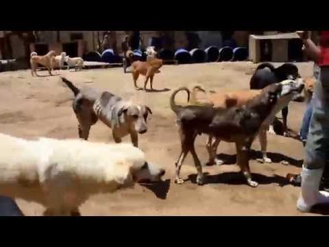 ESMA 05 06 2015 DOG VIDEO