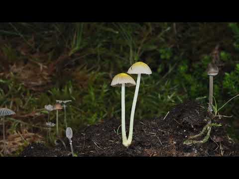 Wild Mushrooms Growing on Cow Dung | Time-Lapse