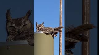 Download lagu Snake tries to escape the clutches of a HUNGRY owl in Arizona #shorts mp3 Download lagu Snake tries to escape the clutches of a HUNGRY owl in Arizona #shorts mp3