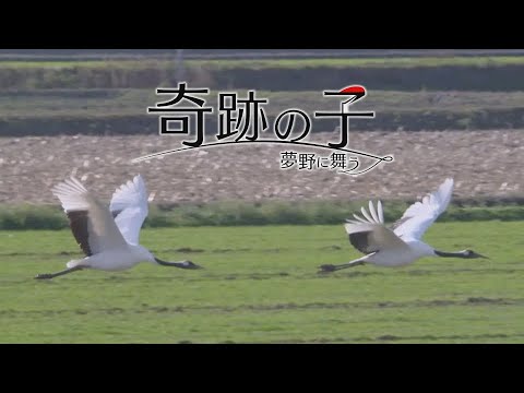 奇跡の子 夢野に舞う