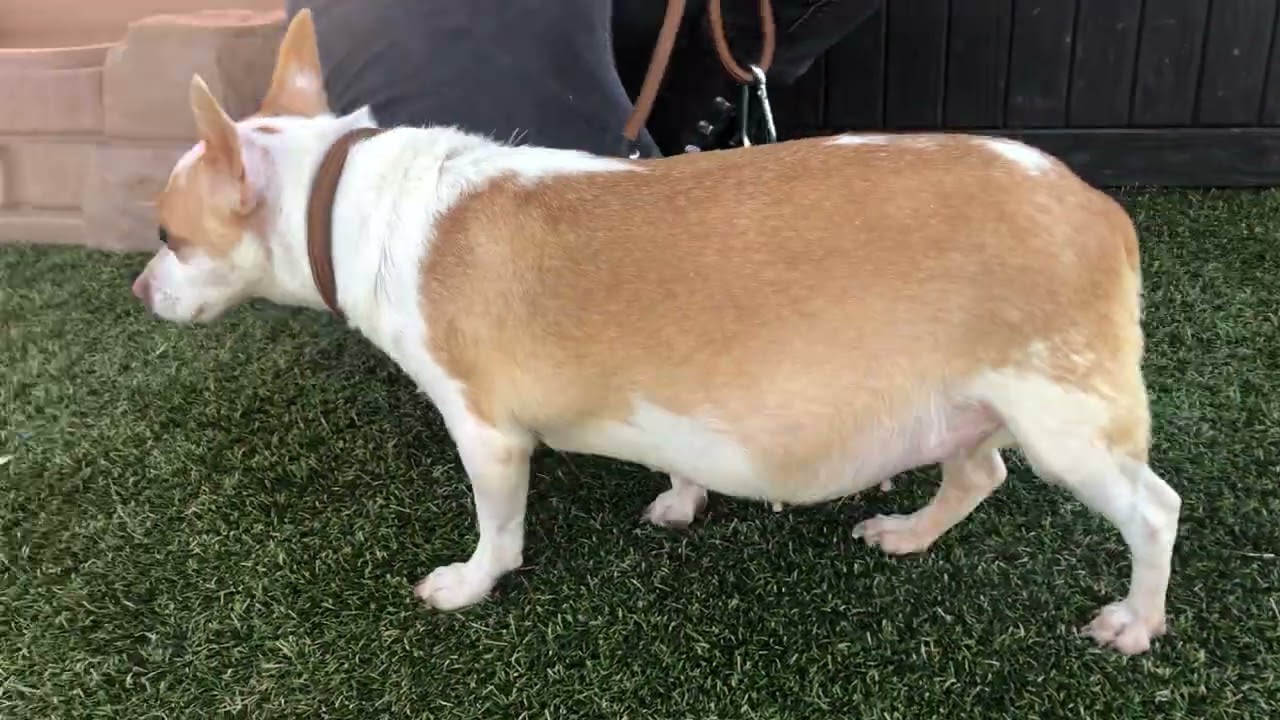 Enlarge Chloe Chi, a Adoptable Chihuahua in Tunkhannock, PA video 6/6